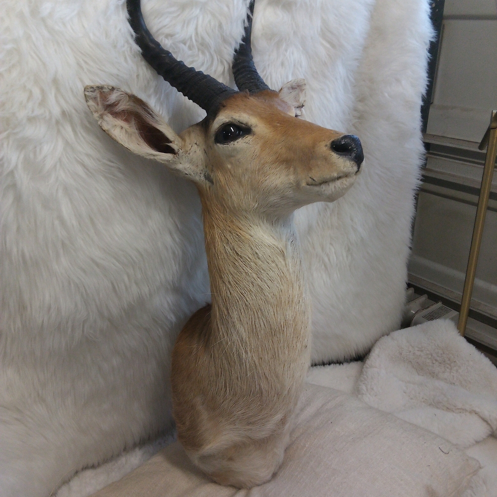 Naturalistic Tan and Black Antelope Shoulder Mount!!